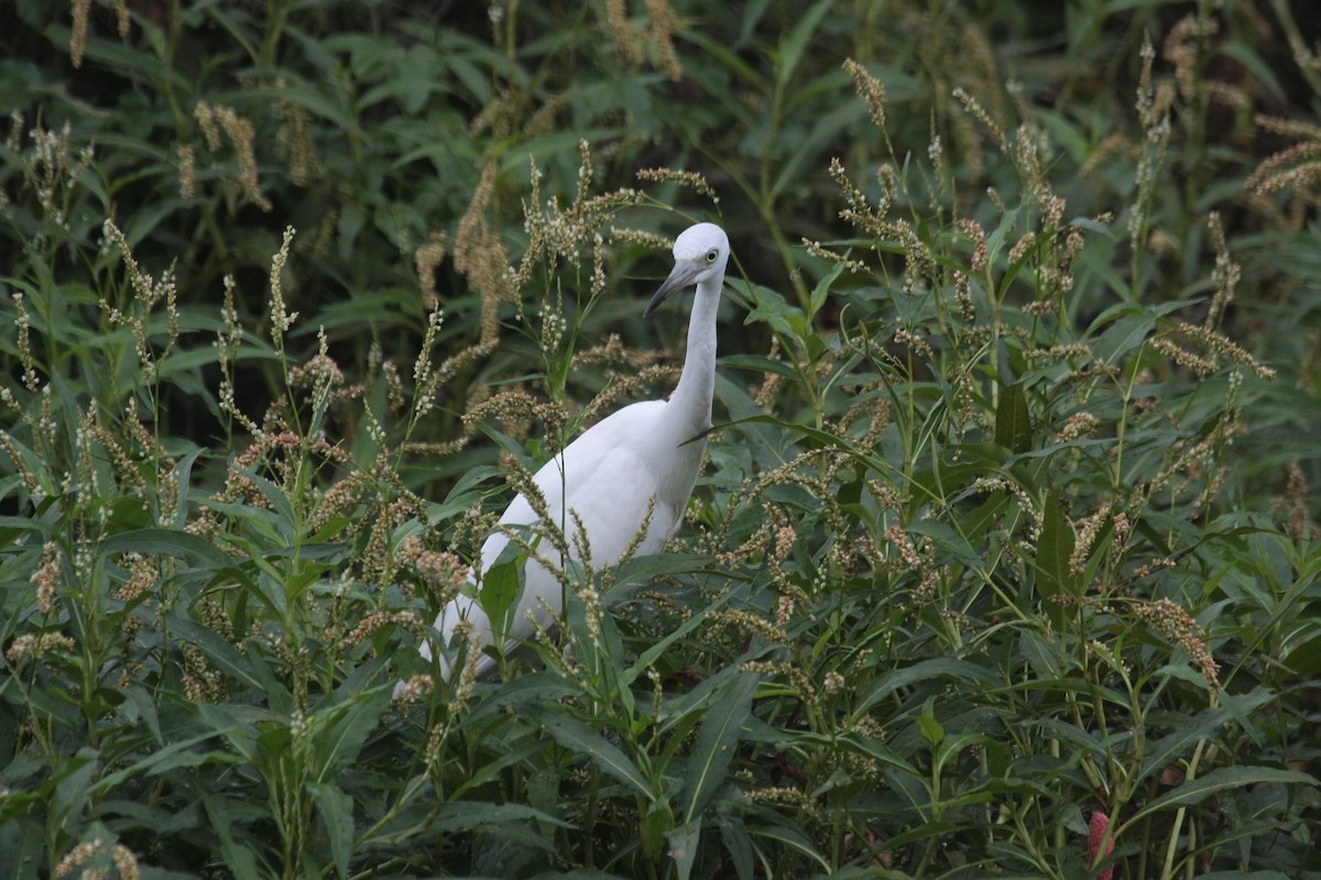 Little Blue Heron - ML646673362