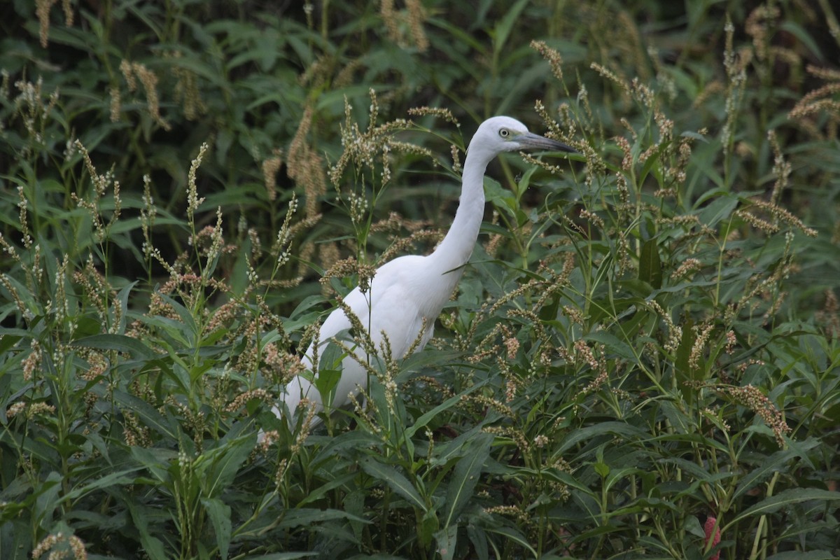 Little Blue Heron - ML646673364