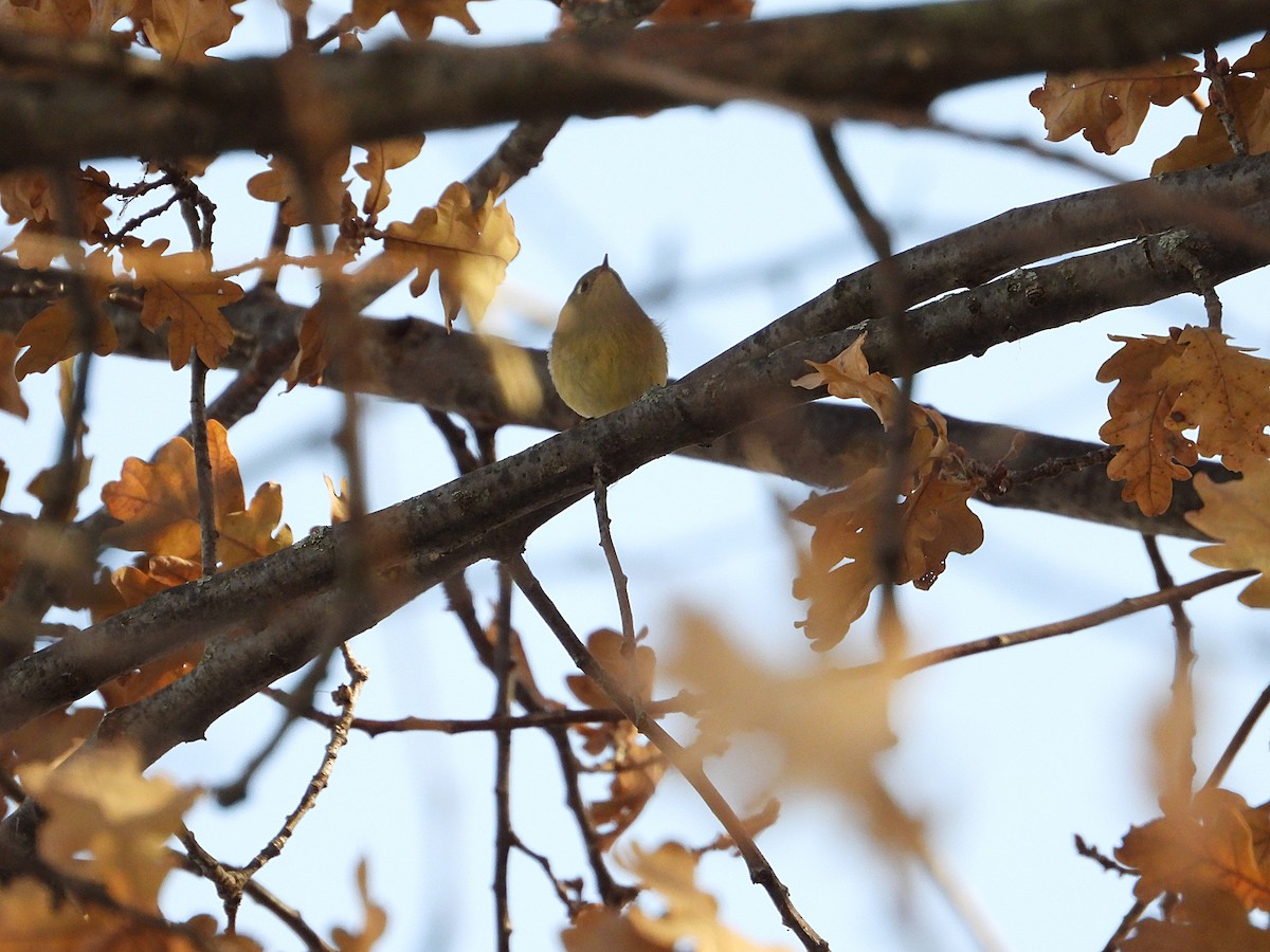 Rubingoldhähnchen - ML646673365