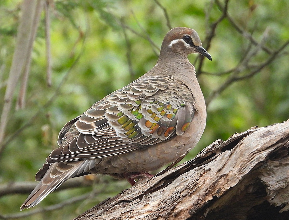 Австралийский бронзовокрыл - ML646673369