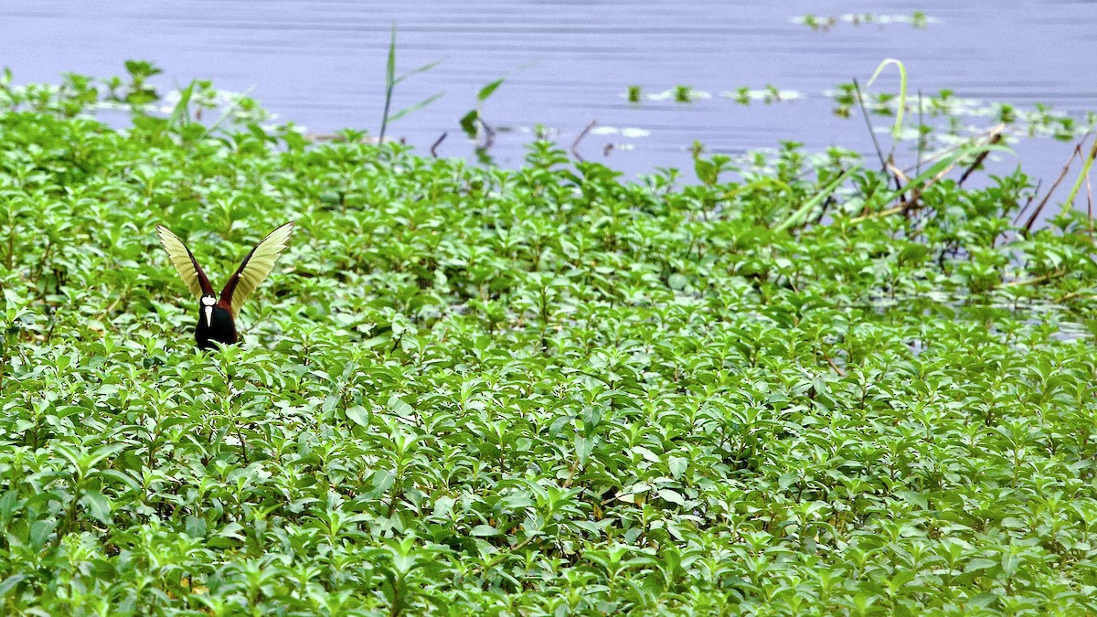 Northern Jacana - ML646673370