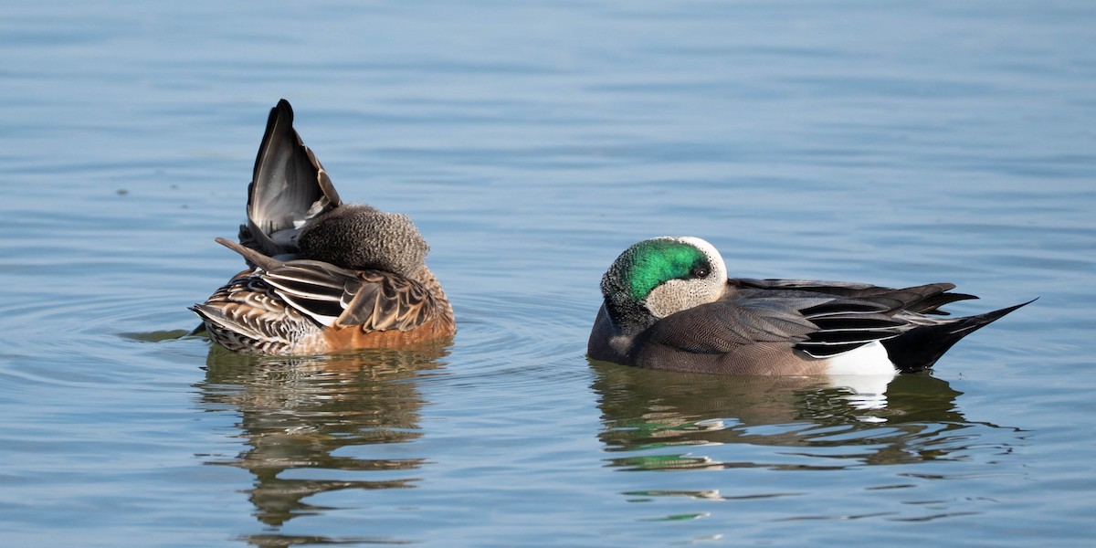 hvízdák americký - ML646673372