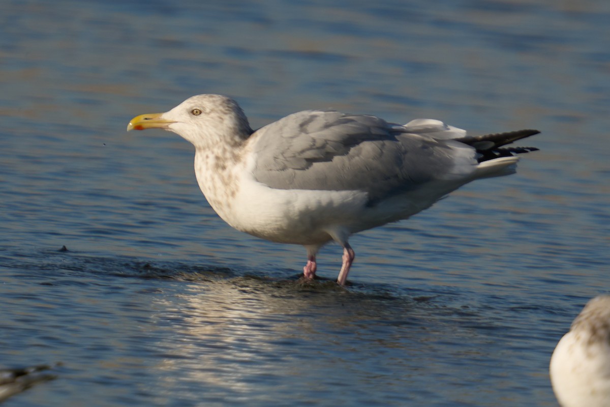 American Herring Gull - ML646673374