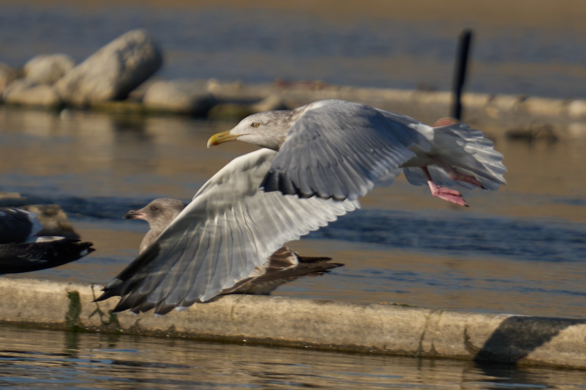 American Herring Gull - ML646673375