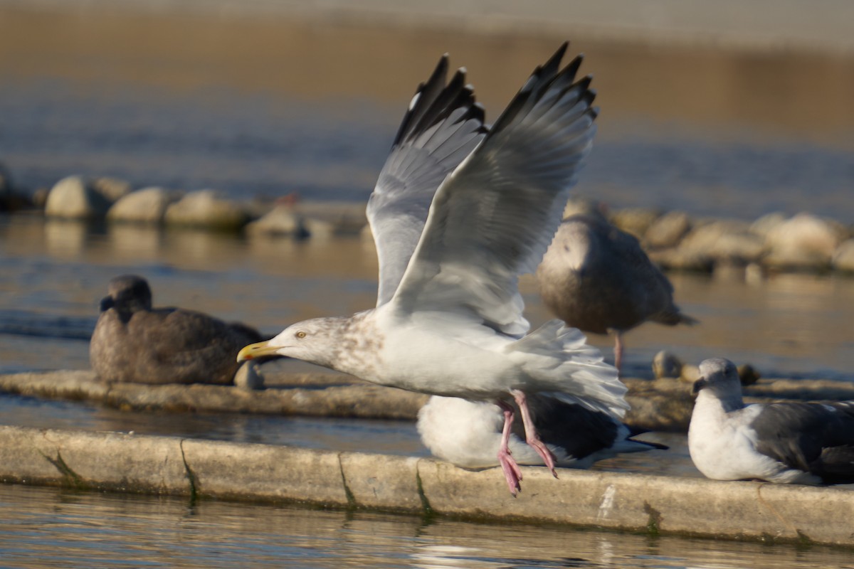 American Herring Gull - ML646673376