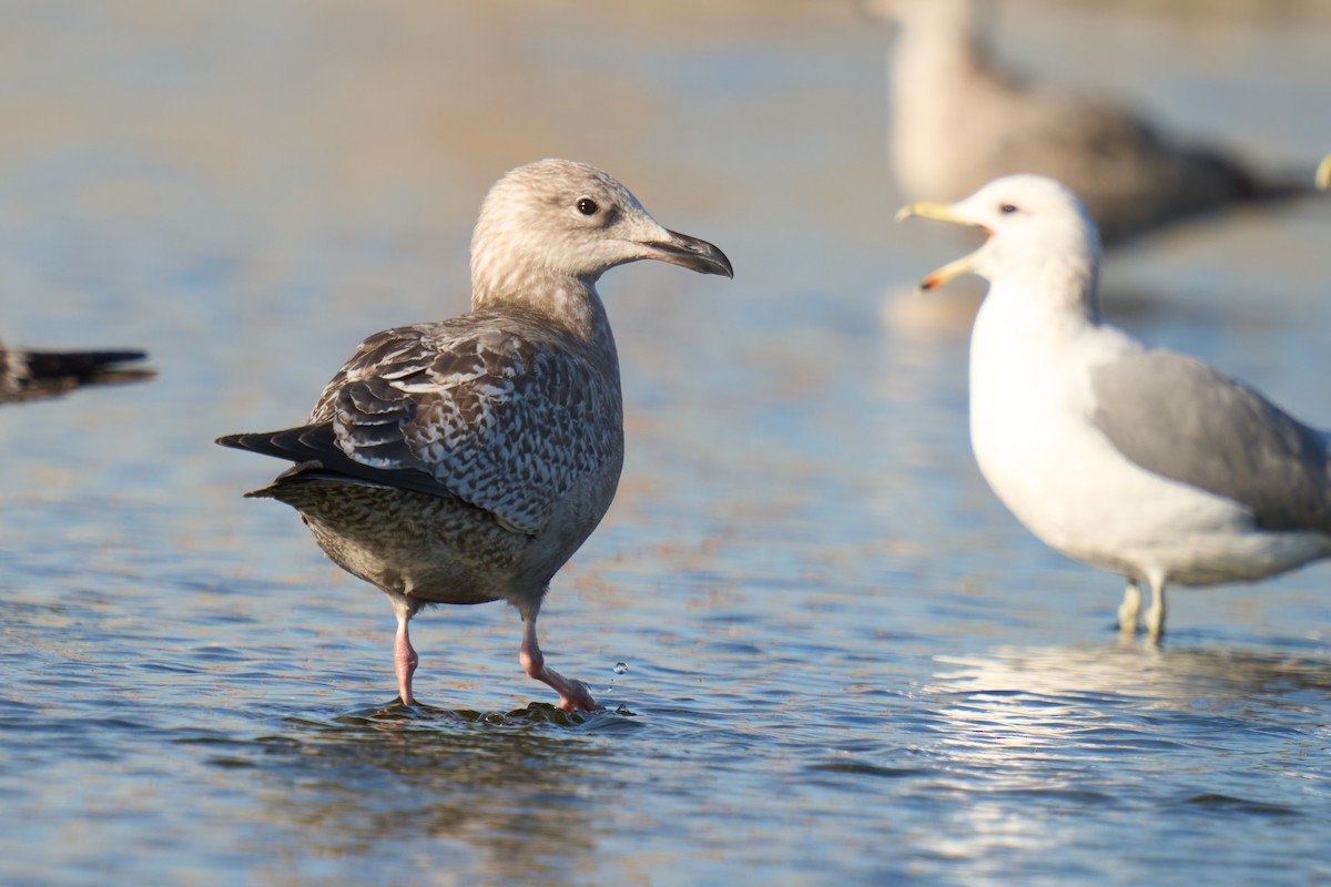 American Herring Gull - ML646673377
