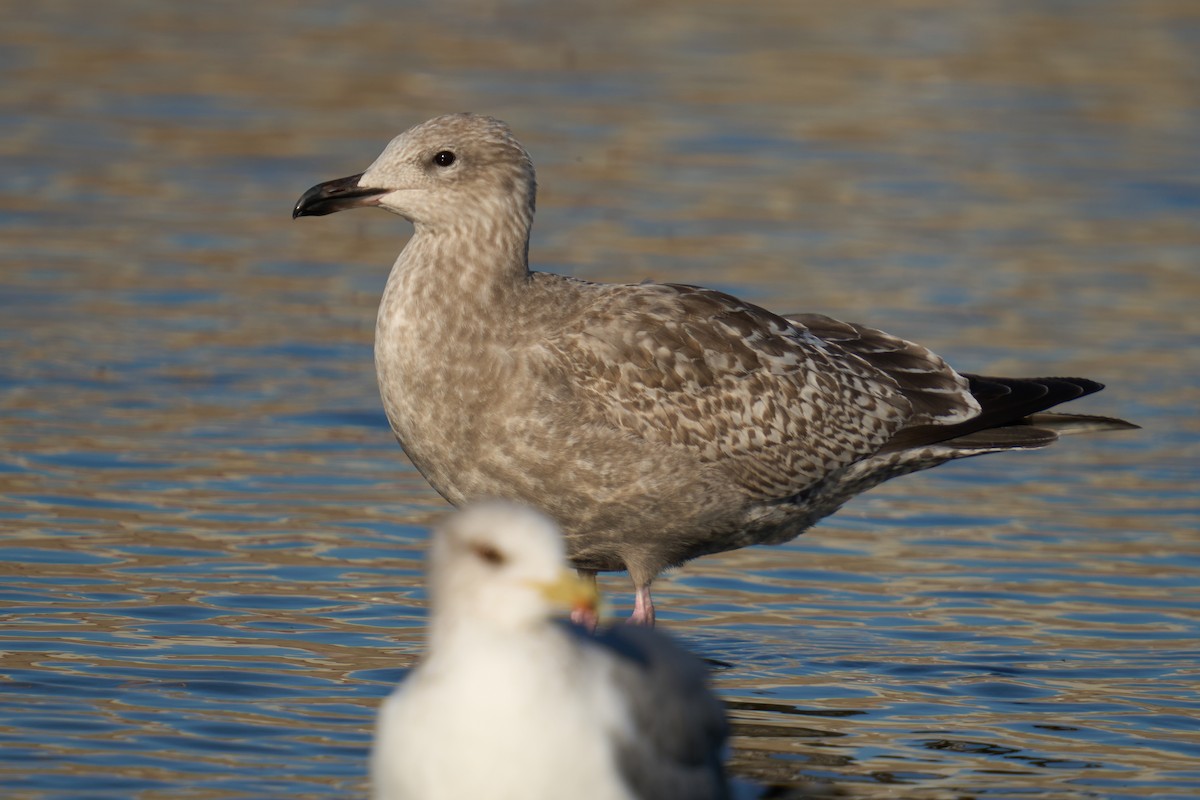 American Herring Gull - ML646673378