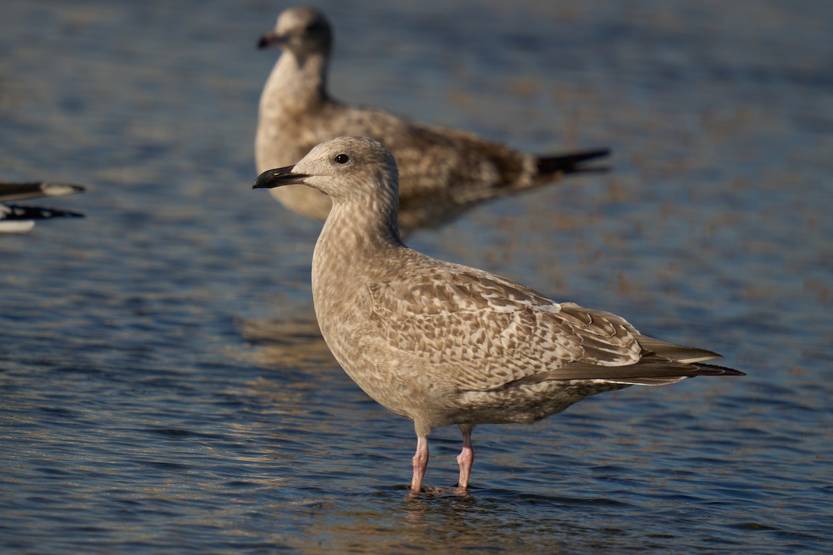 American Herring Gull - ML646673379