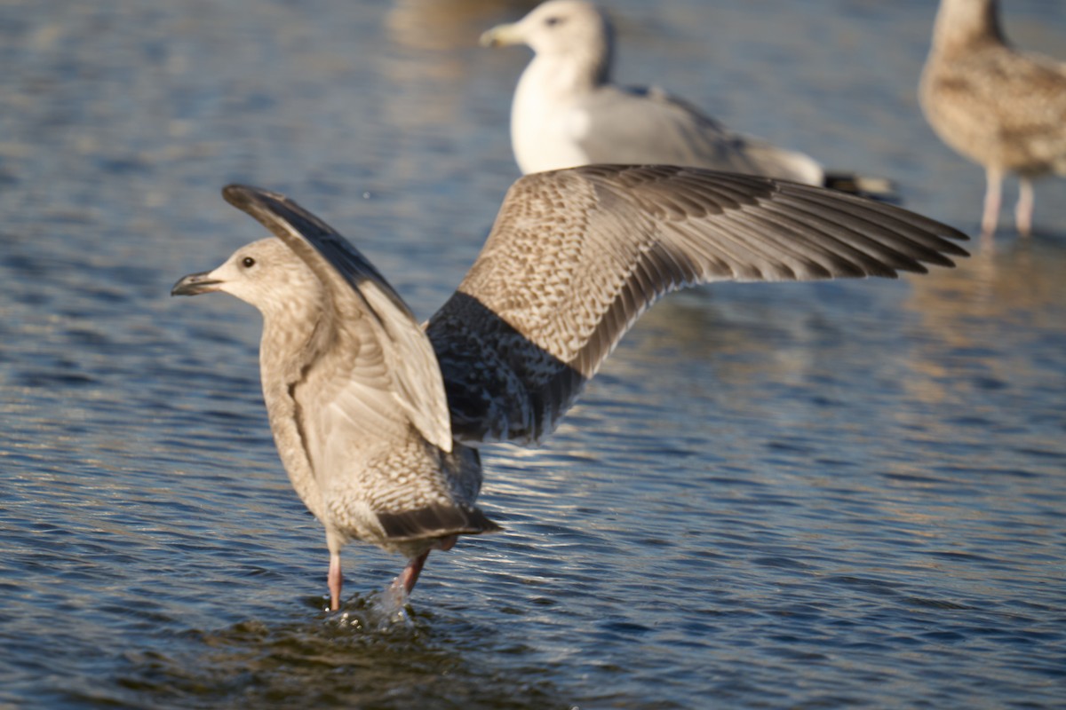 American Herring Gull - ML646673380