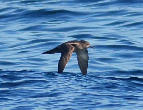 Sooty Shearwater - ML646673381