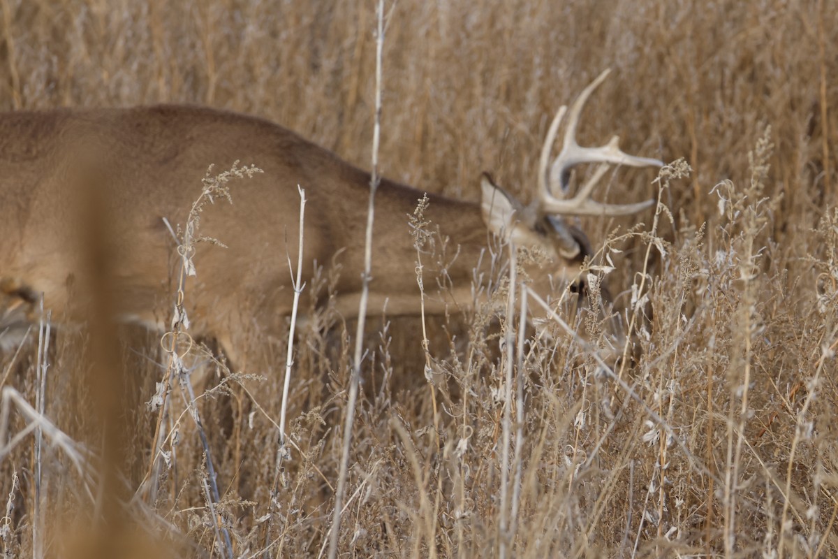 White-tailed Deer - ML646673384