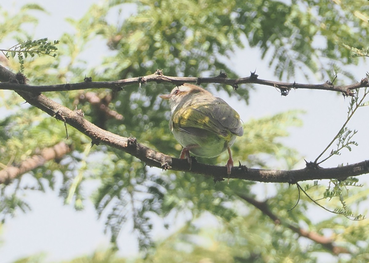 White-browed Crombec - ML646673385