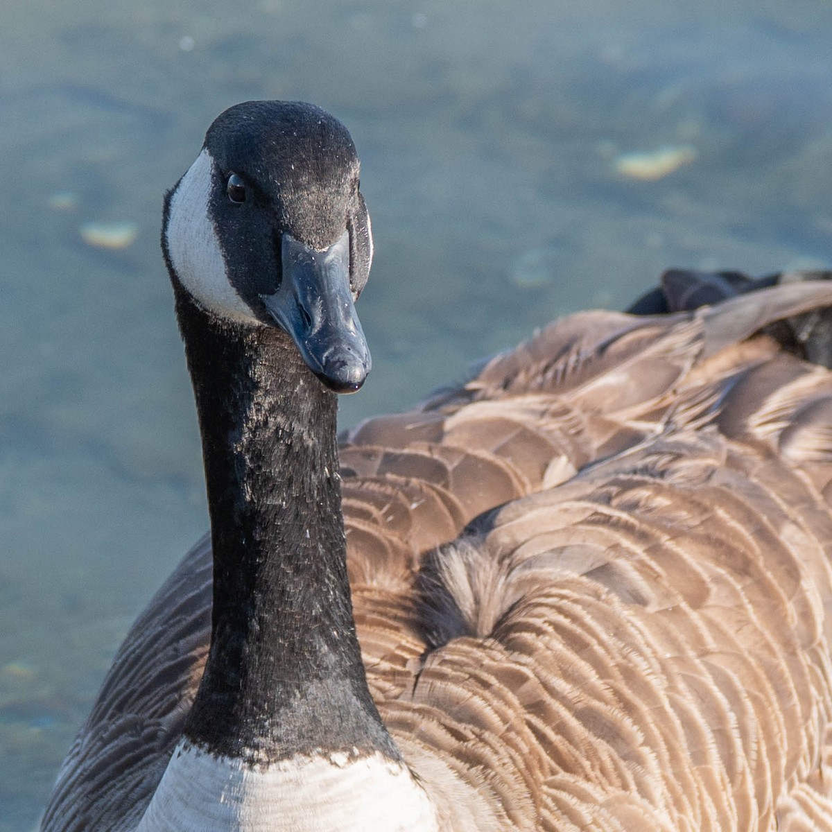 Barnacla Canadiense Grande - ML646673386