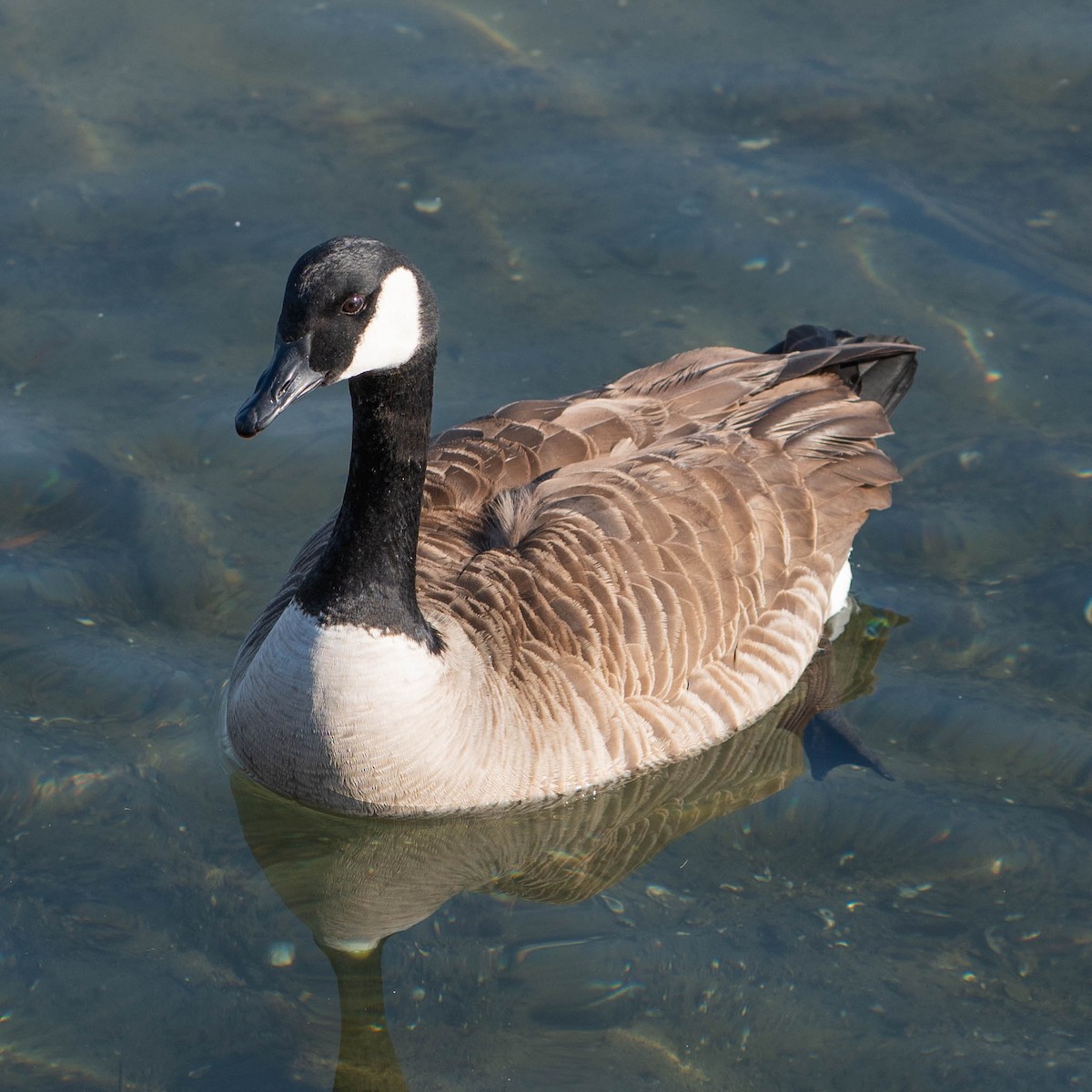 Barnacla Canadiense Grande - ML646673387