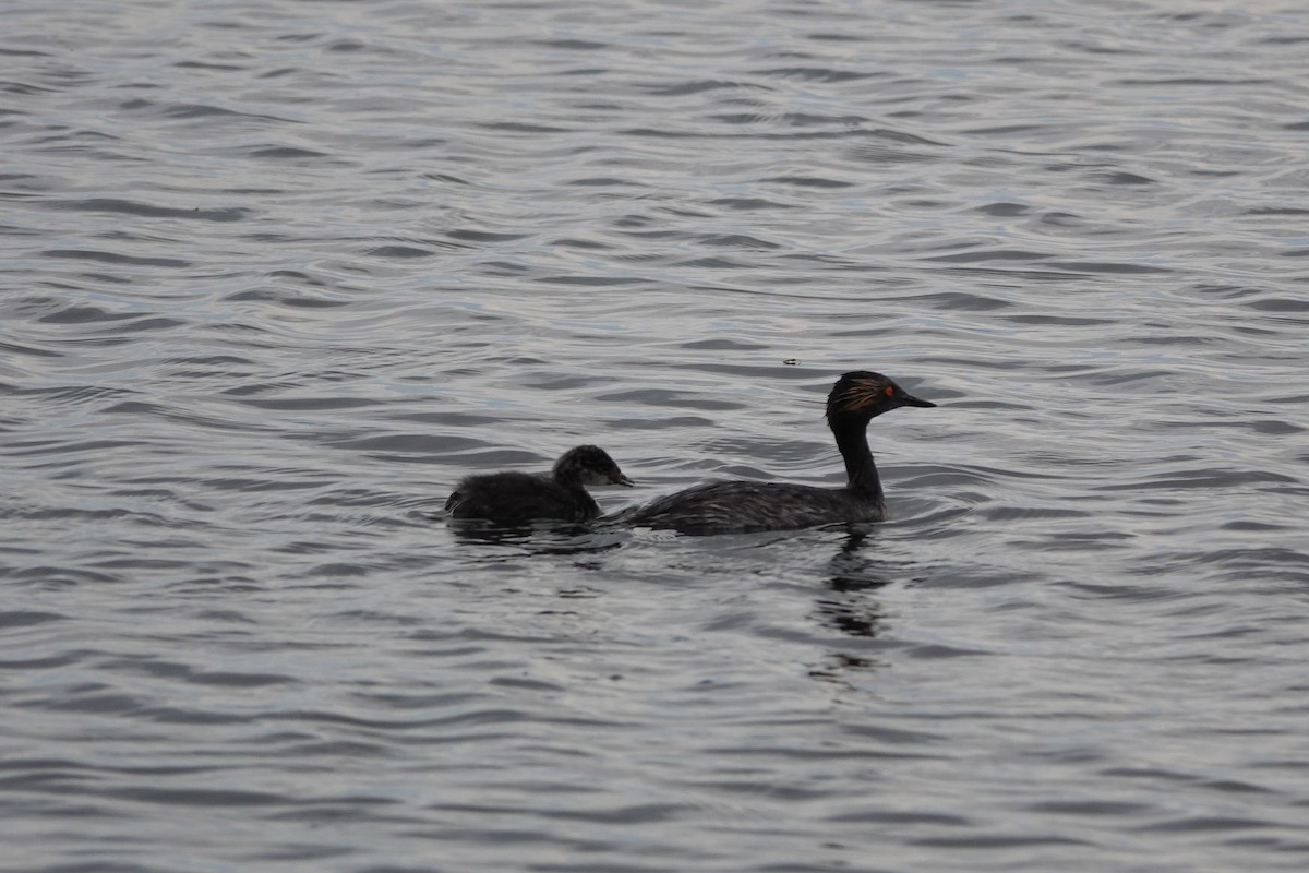 Grèbe à cou noir - ML646673388