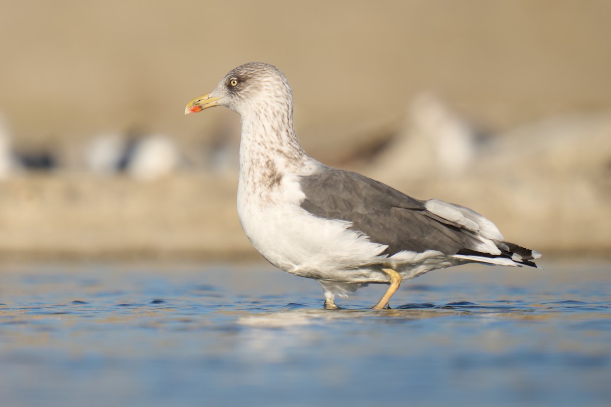 Lesser Black-backed Gull - ML646673390