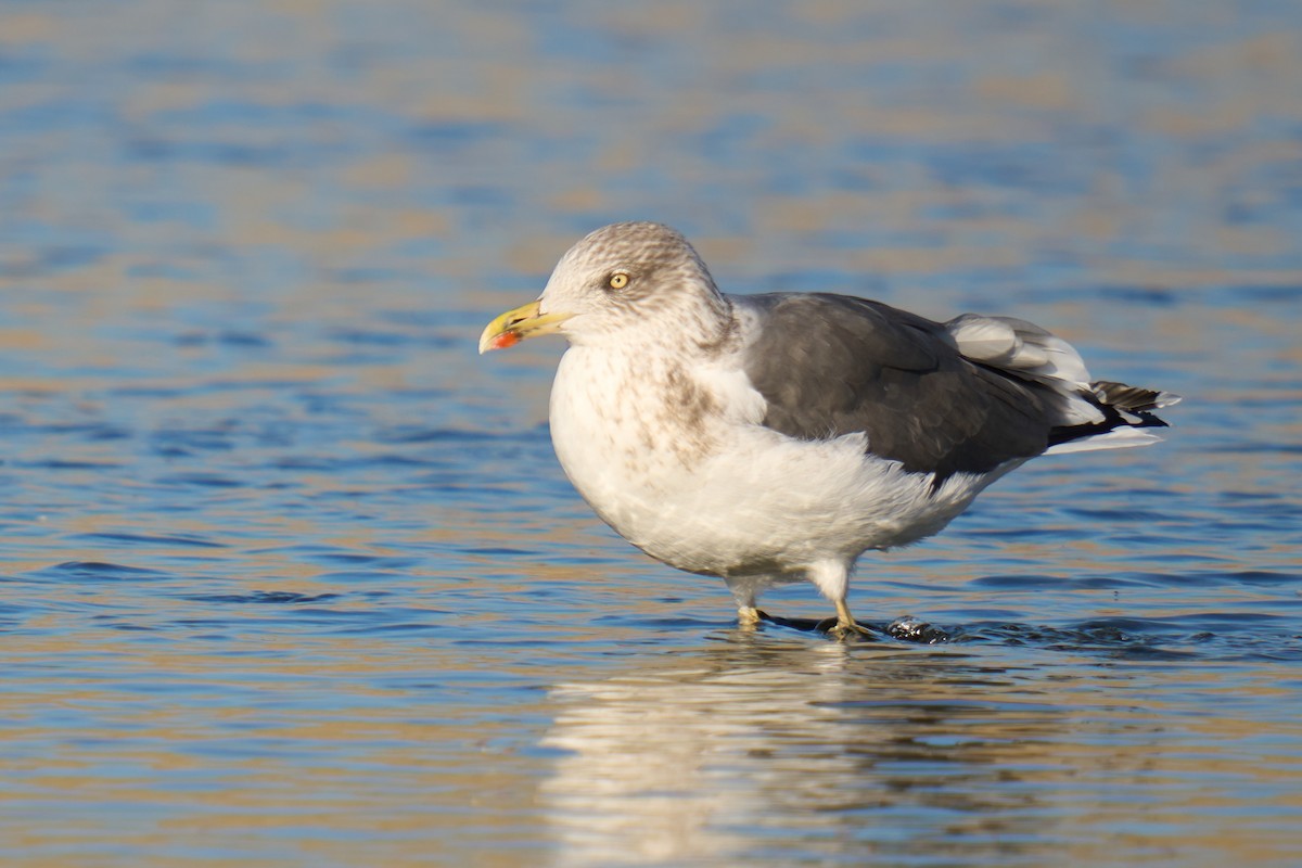 Lesser Black-backed Gull - ML646673391