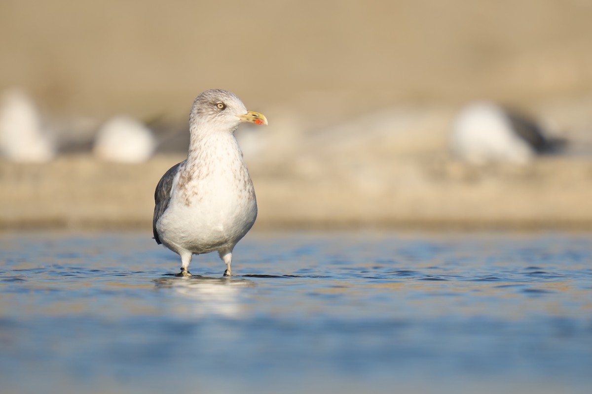 Lesser Black-backed Gull - ML646673392