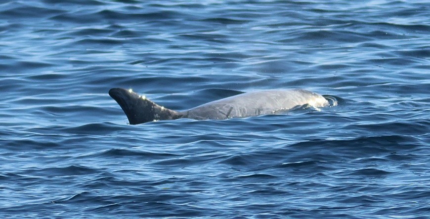 Animals - ML646673400