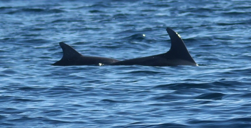 Animals - ML646673402