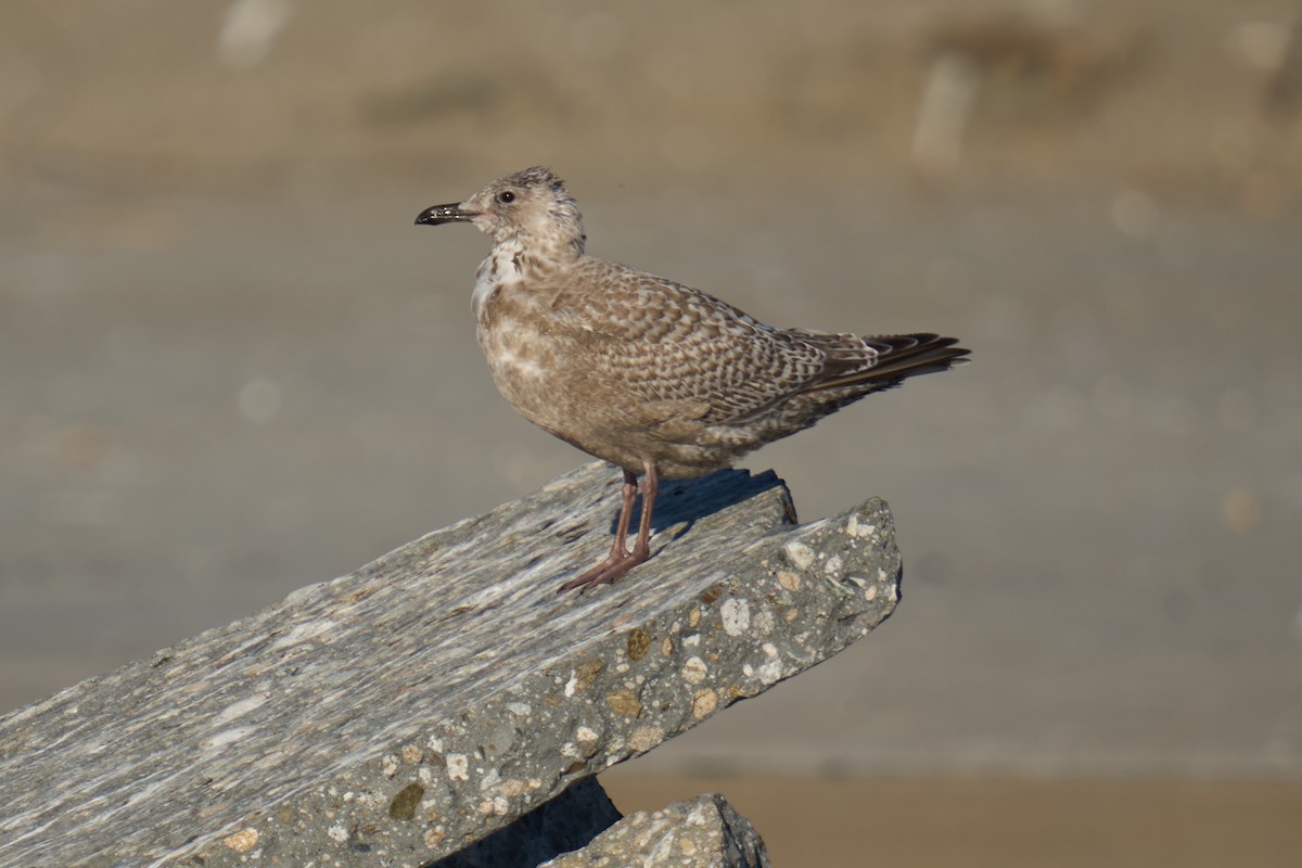 Iceland Gull (Thayer's) - ML646673403
