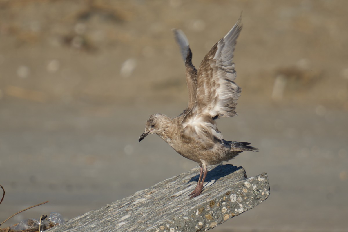Iceland Gull (Thayer's) - ML646673404