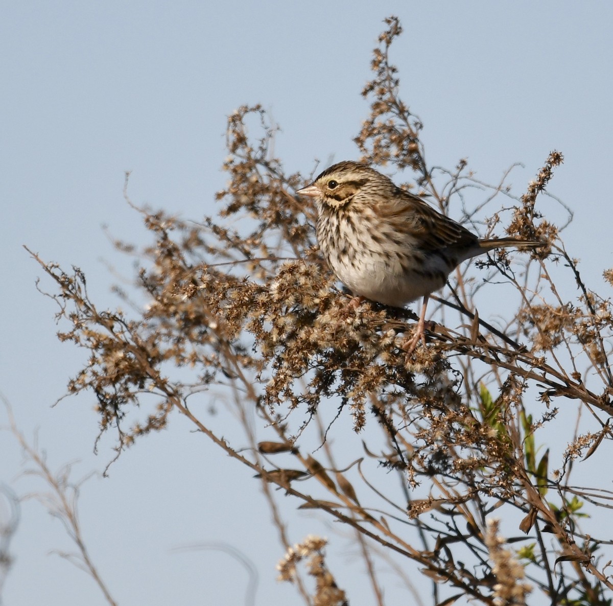 Grasammer - ML646673405