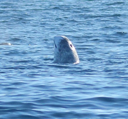 Animals - ML646673411