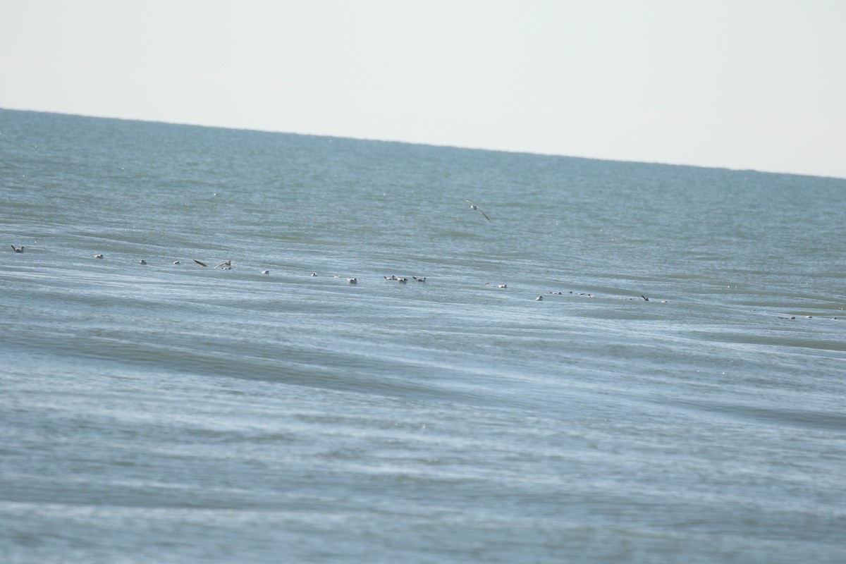 Mediterranean Gull - ML646673412