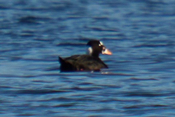 Surf Scoter - ML646673413