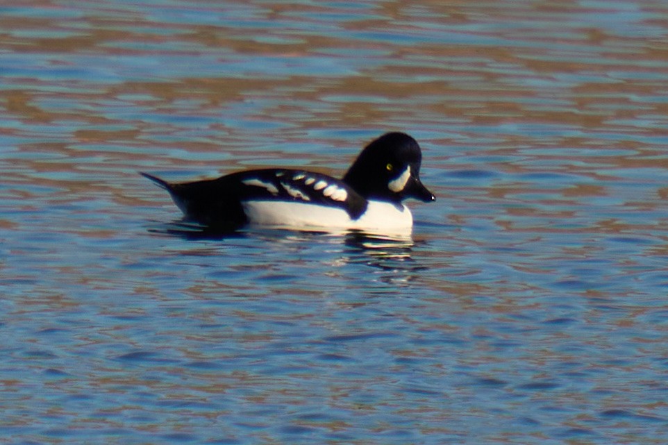 Barrow's Goldeneye - ML646673416