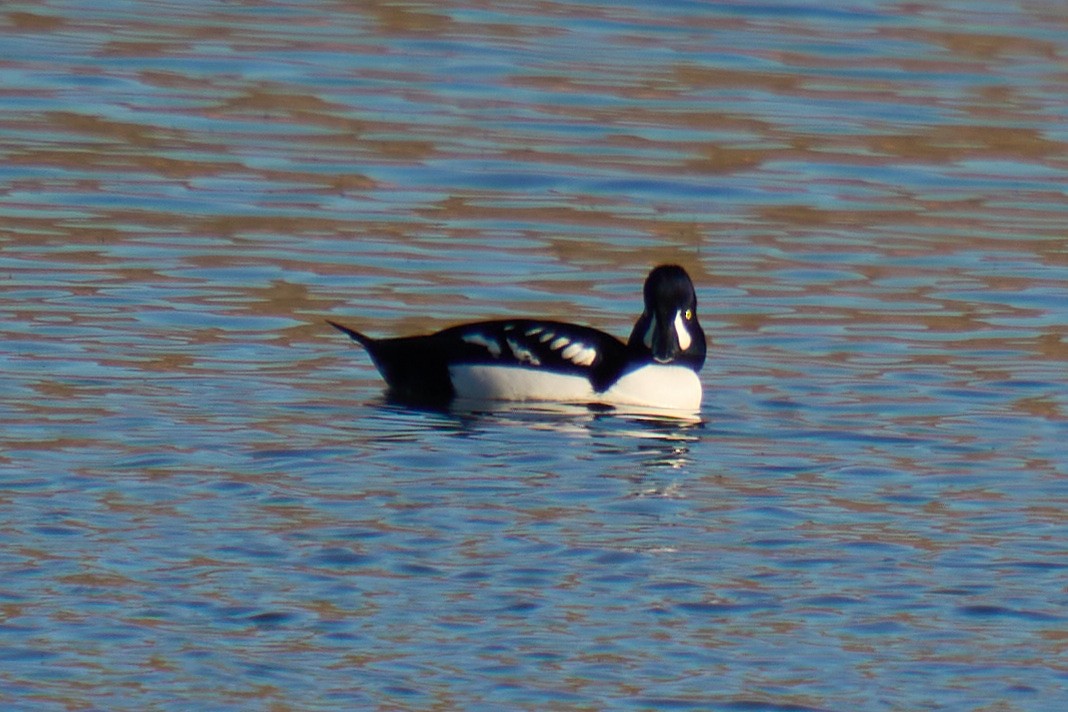 Barrow's Goldeneye - ML646673417