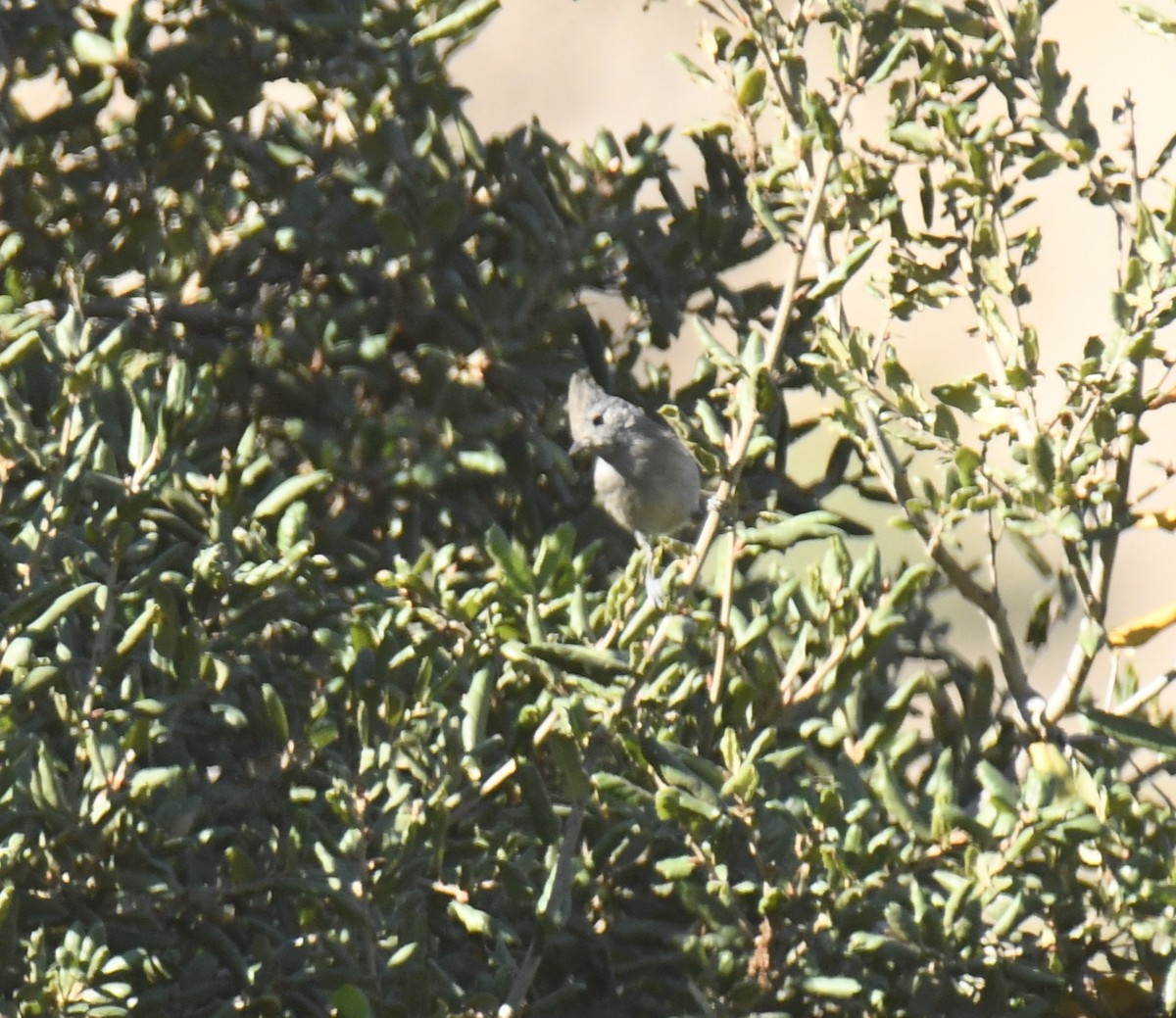 Mésange unicolore - ML646673427