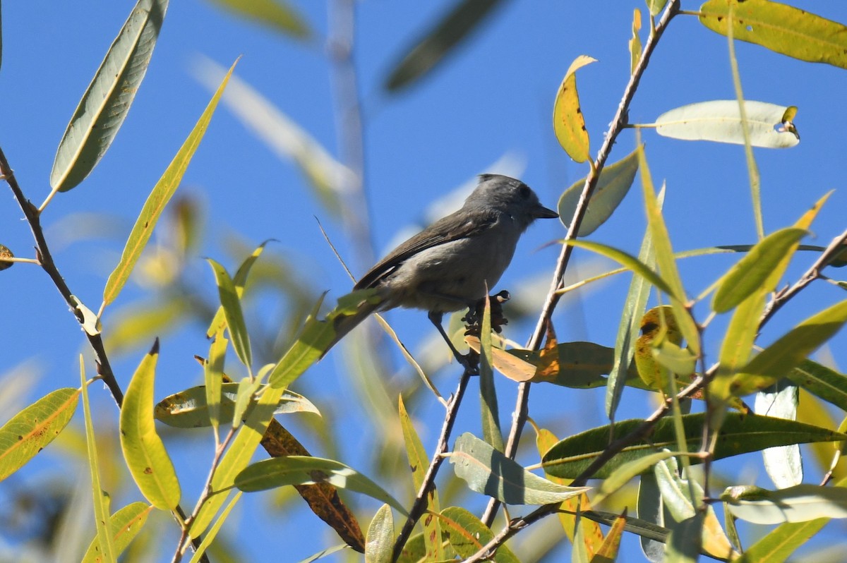 Mésange unicolore - ML646673428
