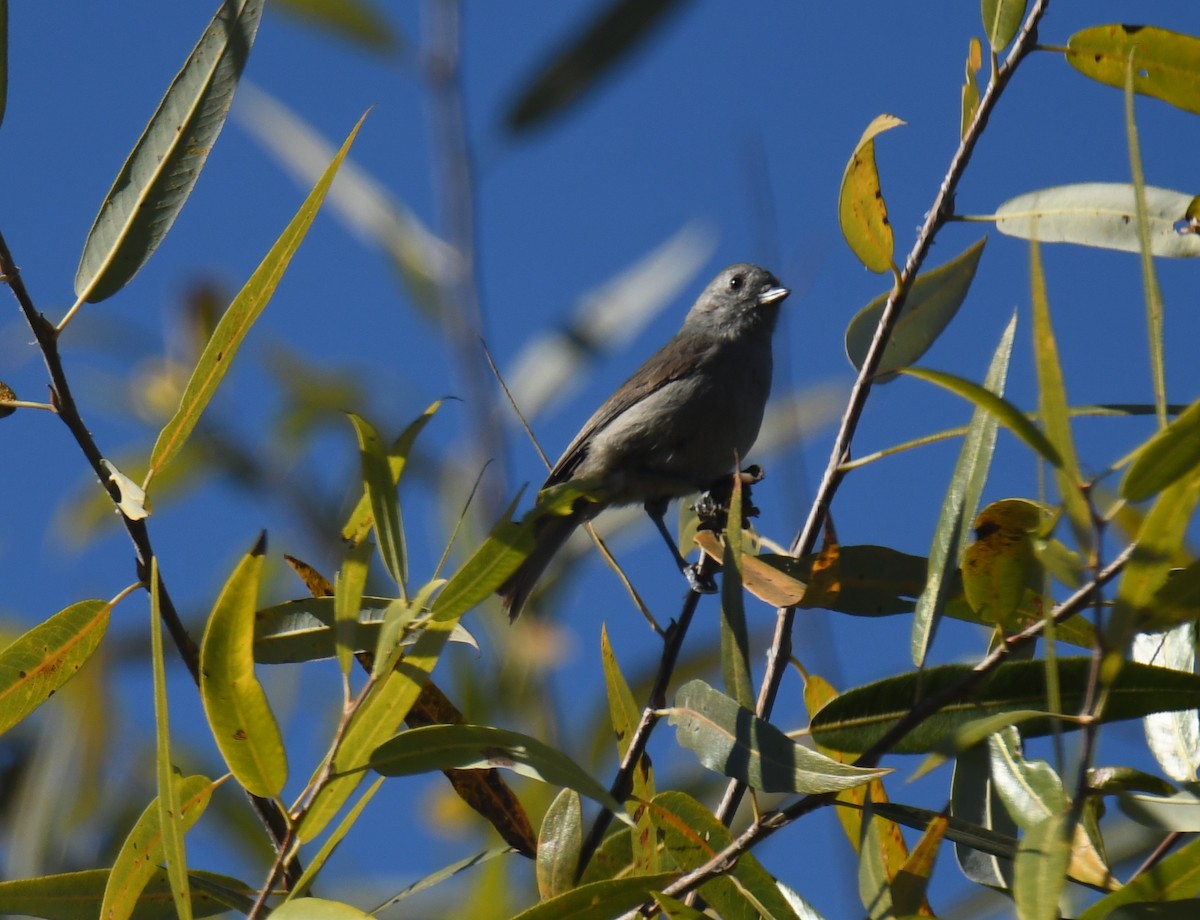 Mésange unicolore - ML646673429