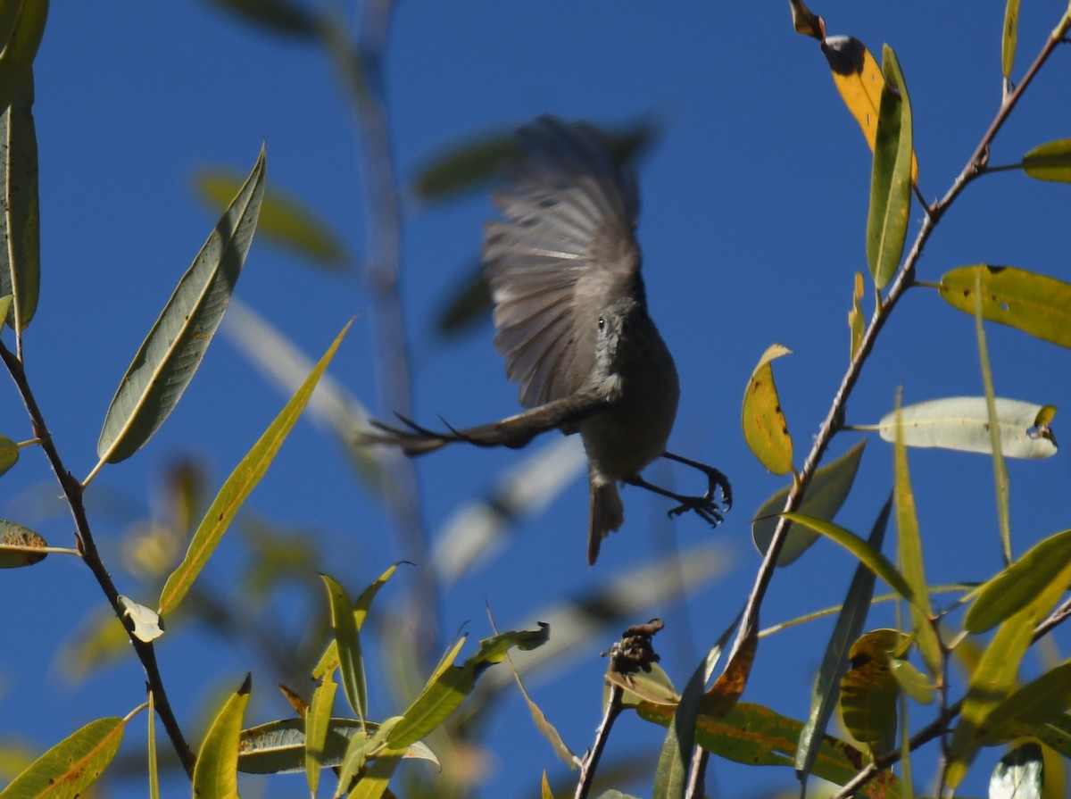 Mésange unicolore - ML646673430