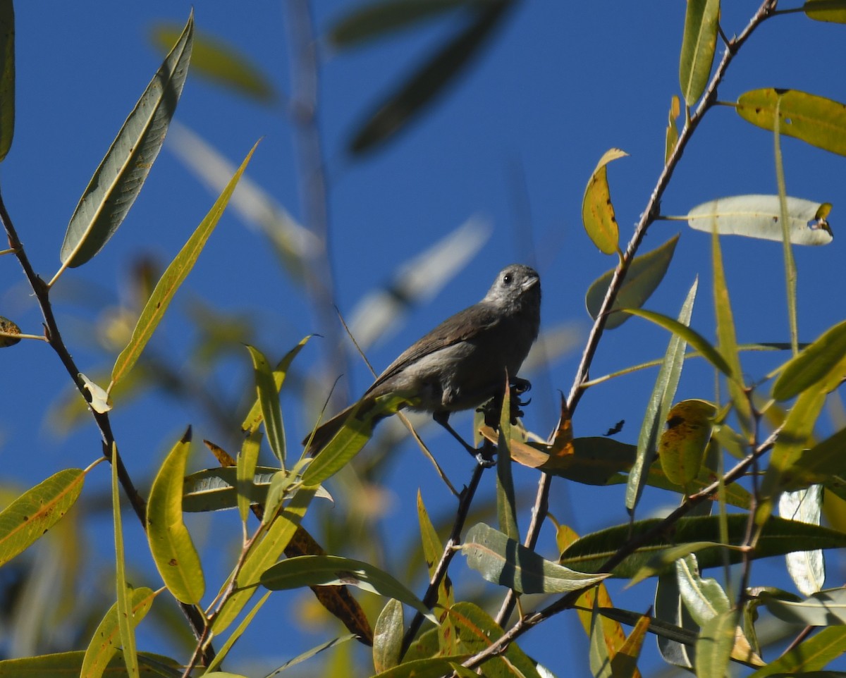 Mésange unicolore - ML646673431