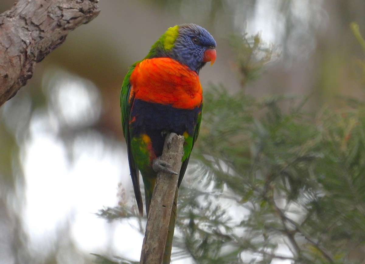 Радужный лорикет - ML646673432