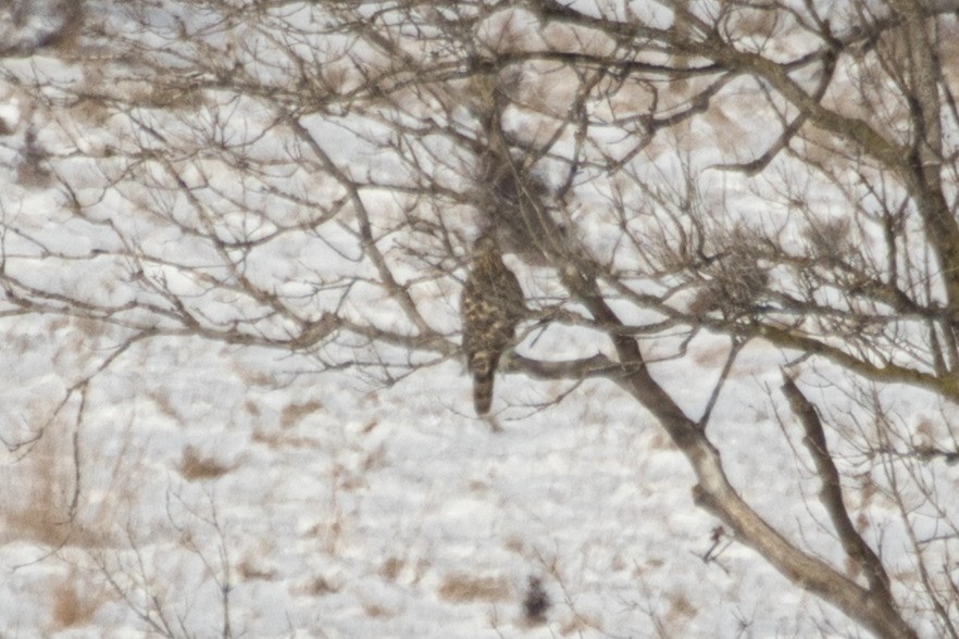 アメリカオオタカ - ML646673434