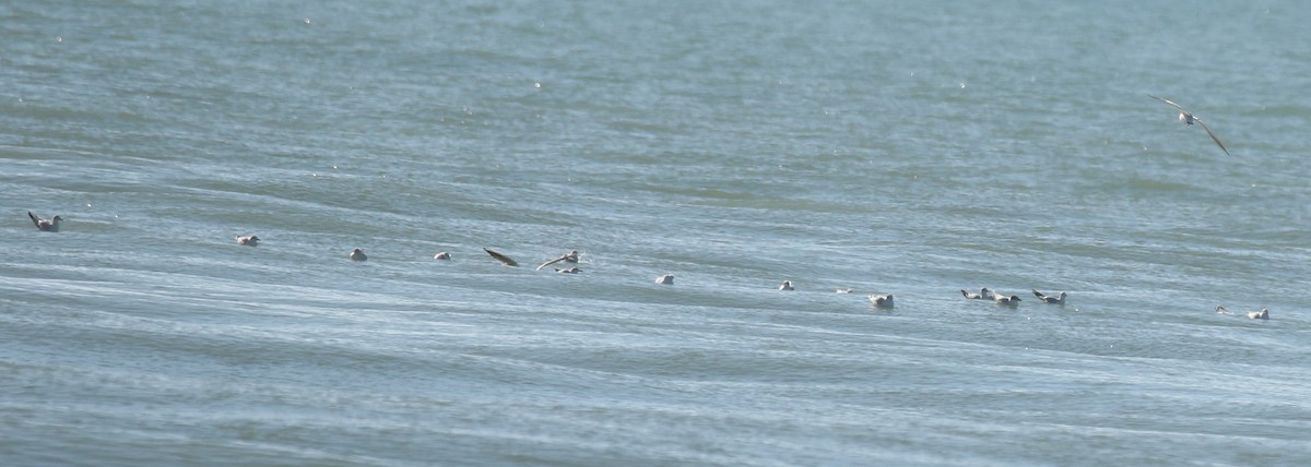Mediterranean Gull - ML646673435