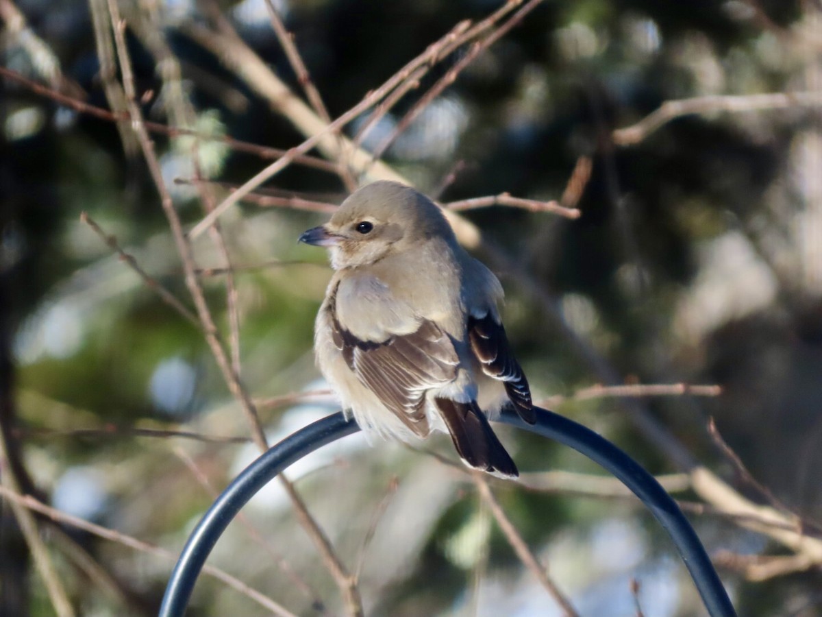 Boreal Örümcekkuşu - ML646673436