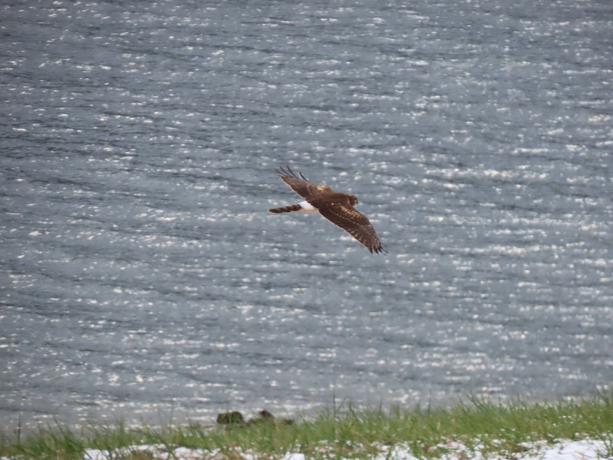 moták severoamerický - ML646673442