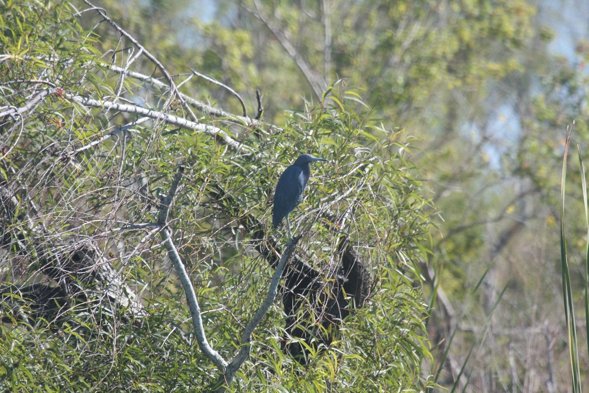 Little Blue Heron - ML646673455