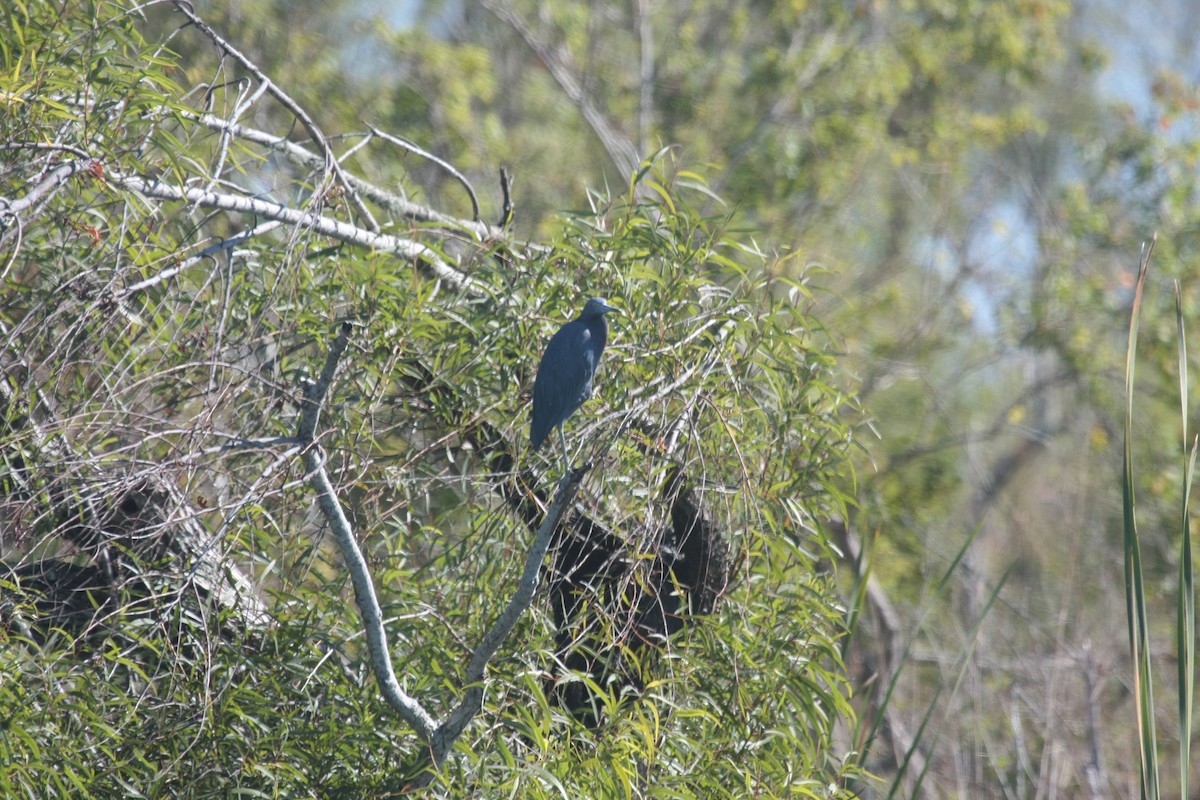 Little Blue Heron - ML646673456