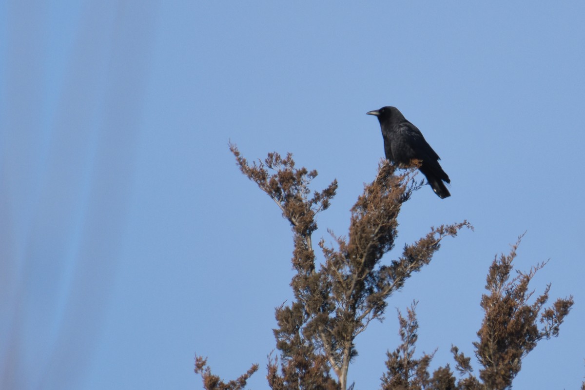 アメリカガラス - ML646673457