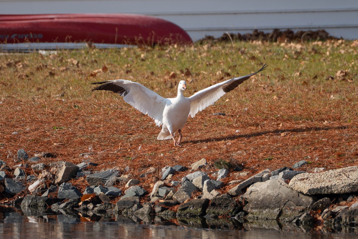 Snow Goose - ML646673458