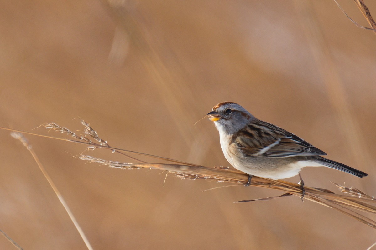 ムナフヒメドリ - ML646673460