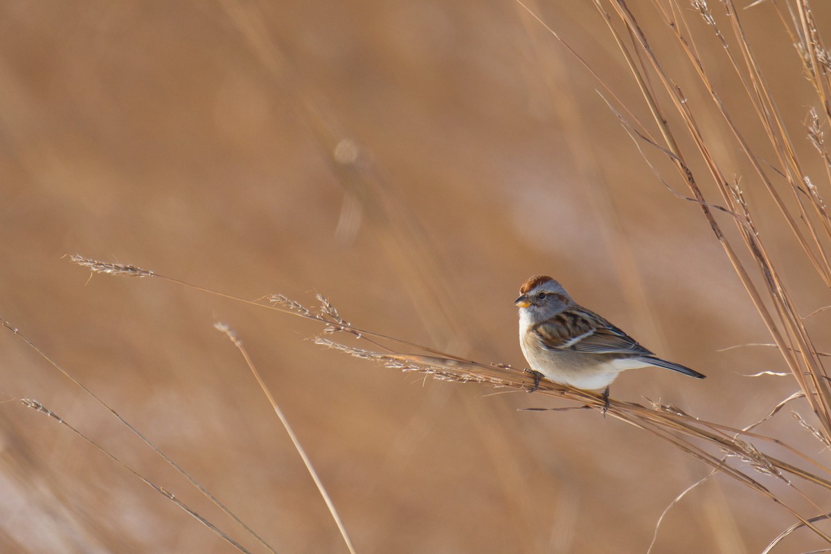 ムナフヒメドリ - ML646673461