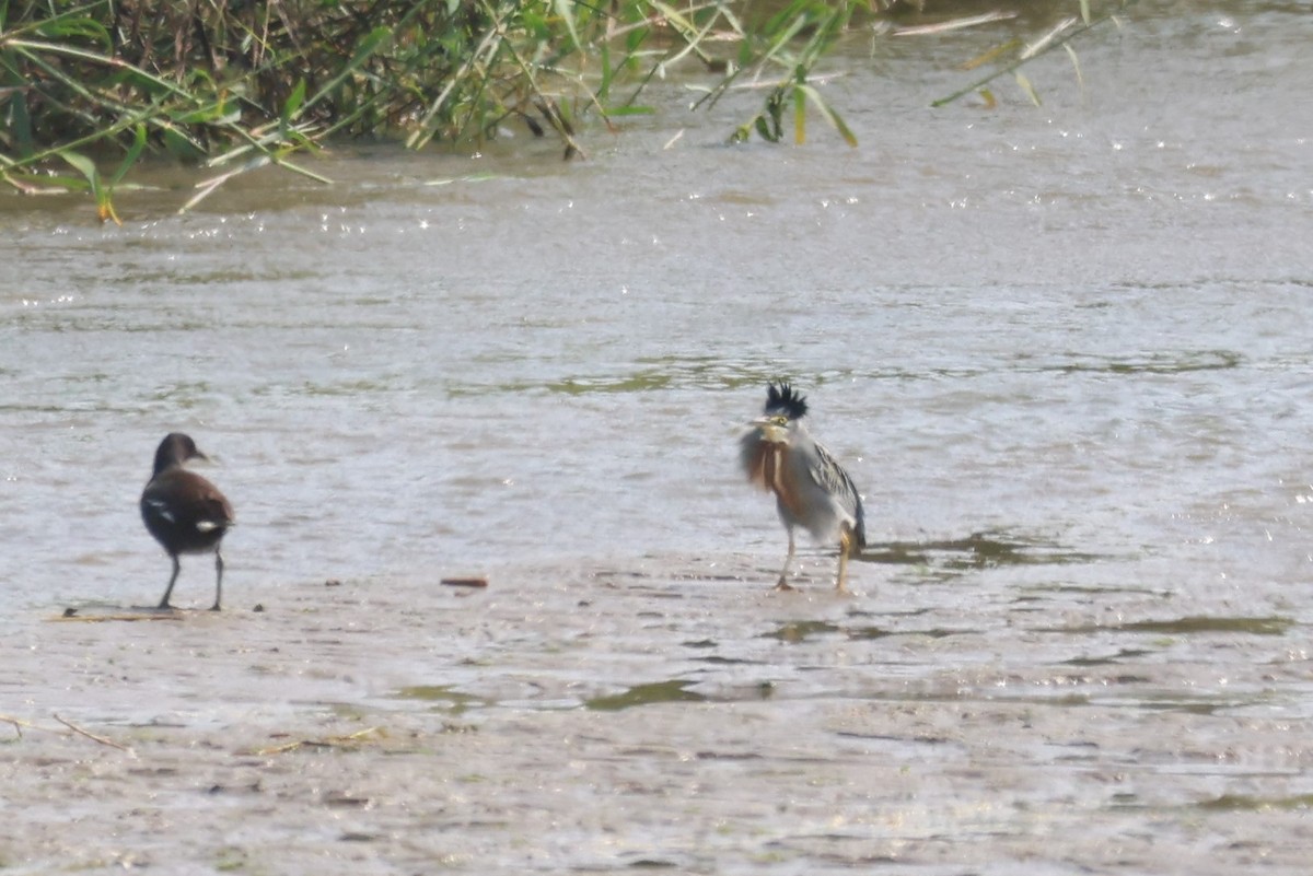 Amerika Sutavuğu - ML646673463