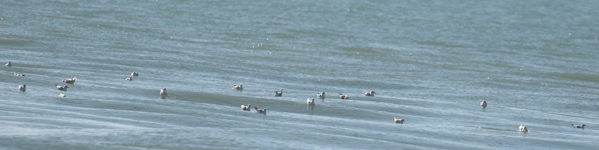 Antxeta mokozorrotza - ML646673464